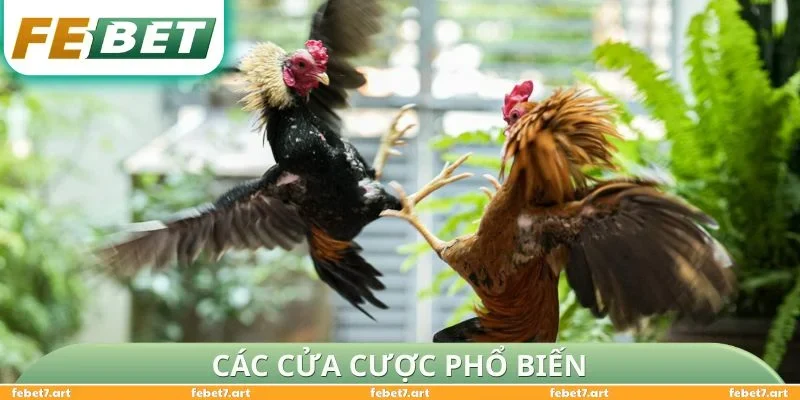 Các cửa cược phổ biến