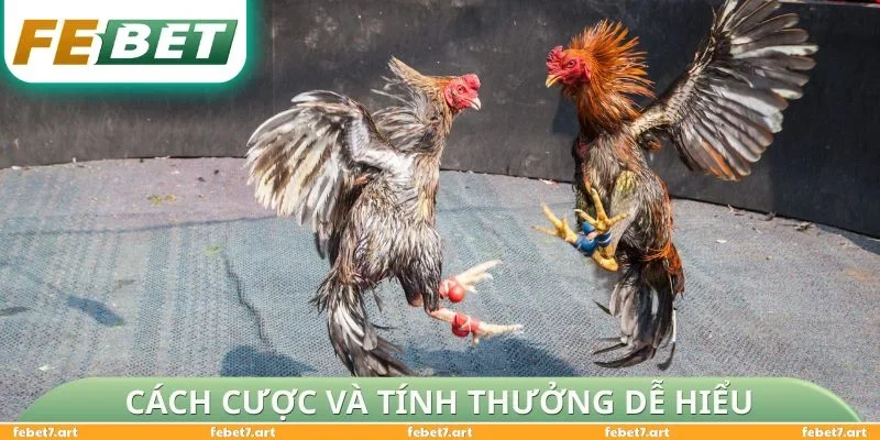 Cách cược và tính thưởng dễ hiểu