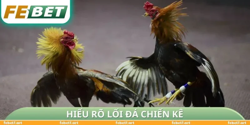 Hiểu rõ lối đá chiến kê