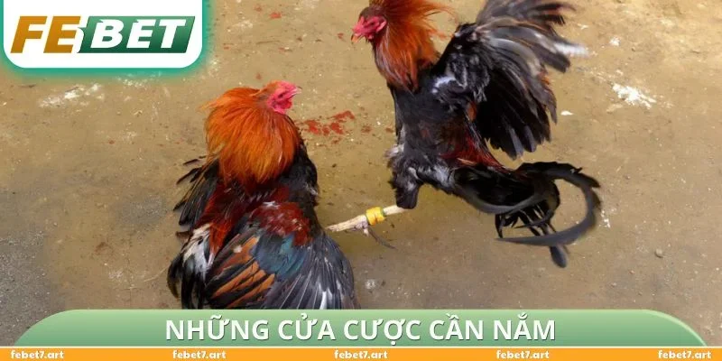 Những cửa cược cần nắm