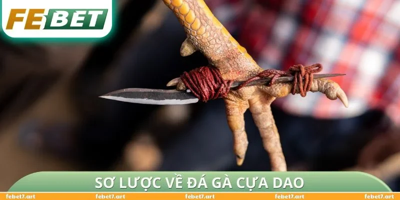 Sơ lược về đá gà cựa dao