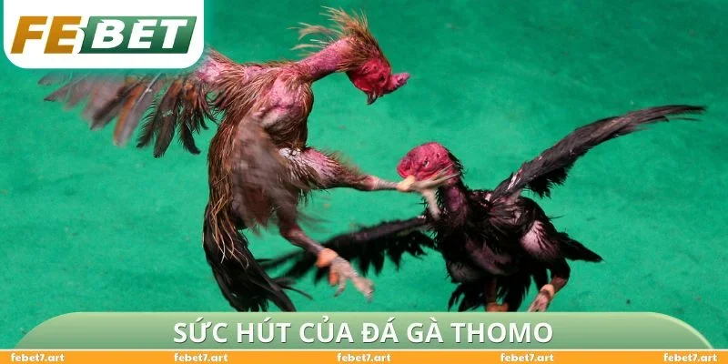 Sức hút của đá gà Thomo